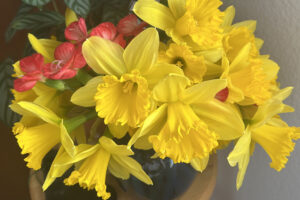 yellow spring daffodils with a touch of red flowers